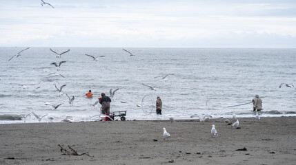 Obraz premium Seagulls compete with Native Alaska fisherman who are dip netting on the Kenai Peninsula in Alaska for salmon with the gulls flying overhead waiting for food scraps