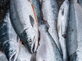 Fresh caught salmon on the Kenai Peninsula in Alaska during the Alaska Native dip-netting season