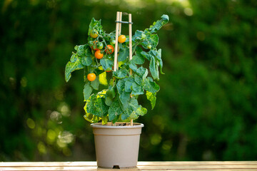  cherry tomatoes in a pot .Farm fresh organic vegetables.container vegetable garden.Mini plants for...