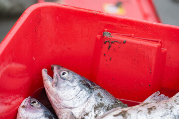 Fresh caught salmon on the Kenai Peninsula in Alaska during the Alaska Native dip-netting season
