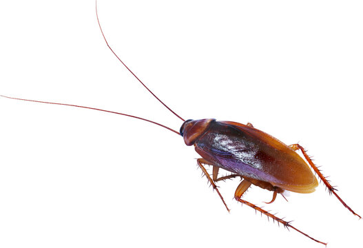 cucaracha