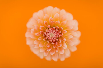 オレンジ色のダリア　生花