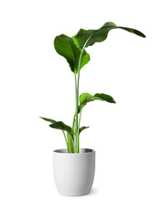 Fototapeta na wymiar Beautiful houseplant in pot isolated on white
