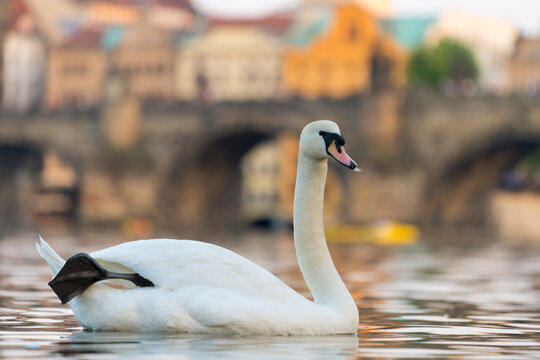 Swan with Charles Bridge in background, Prague, Czech Republic (Czechia), Europe