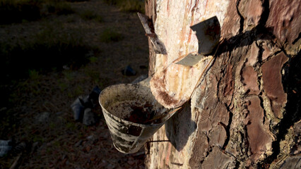 Extraction of natural resin from pine tree trunks