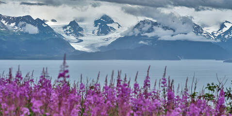 Fireweed flowers look out over Kachemak bay and the glaciers and mountains across the bay in Homer...