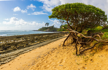 Exposed Coral Reef and Tide Pools With Tropical Almond Trees at Nukolii Beach, Kauai, Hawaii, USA