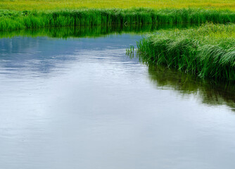Grasses grow along the small salmon filled creeks and inlets on their way out to Cook Inlet at Coopers Landing Alaska