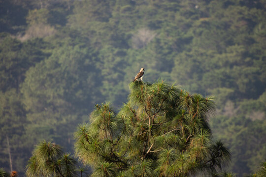 P&aacute;jaro parado en la punta de un pino con plumaje caf&eacute; y blanco