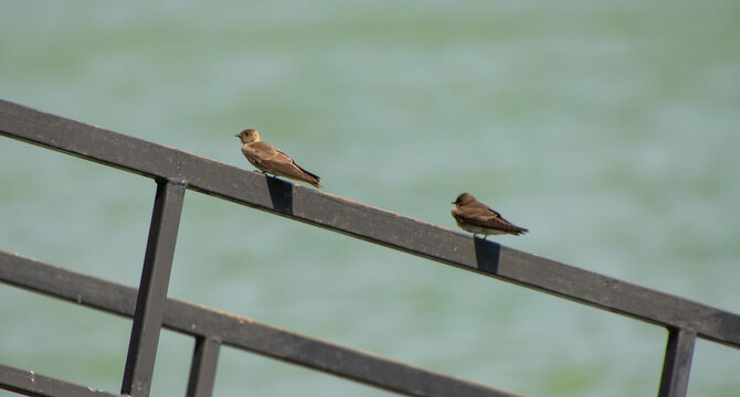 Dos pajaritos parados  de espaldas en una baranda