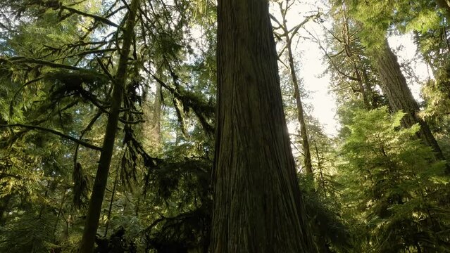 Trees on a Trail in the Rain Forest during a vibrant sunny spring season day. Taken in MacMillan Provincial Park, Vancouver Island, British Columbia, Canada.