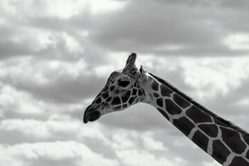 black and white photo of a giraffe 