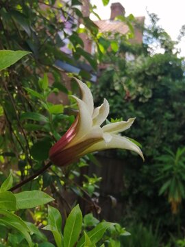 Clematis Princess Kate