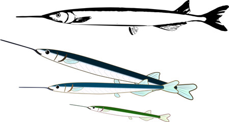 可愛いサヨリのイラスト