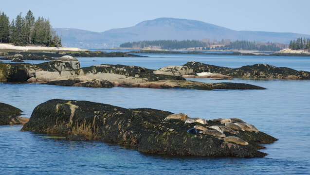 Harbor seals sun themselves on a seaweed covered rock at the entrance to North Haven on Vinalhaven Island in Maine