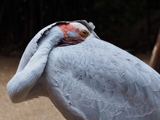 Elegant refined Brolga in natural beauty.