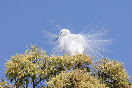 飾り羽を広げる木の上のシラサギ