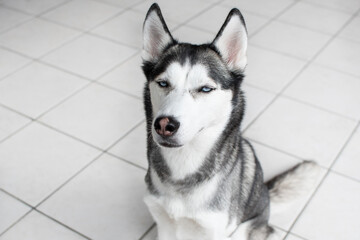The funny facial expression of a dog. Siberian Husky portrait