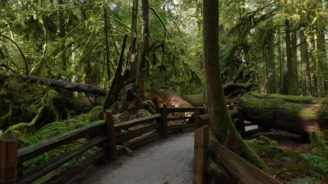 Trail in the Rain Forest during a vibrant sunny spring season day. Taken in MacMillan Provincial Park, Vancouver Island, British Columbia, Canada.