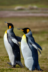 King Penguins at Volunteer Point in the Falkland Islands