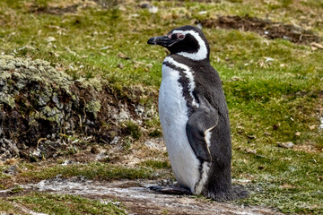 Magellanic Penguin nesting at Volunteer Point in the Falkland Islands