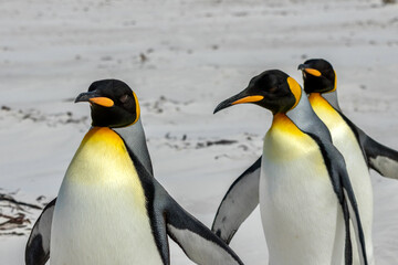 King penguins on the beach at Volunteer Point in the Falkland Islands