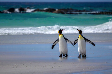 King penguins on the beach at Volunteer Point in the Falkland Islands