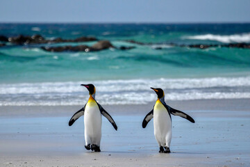 Plakat King penguins on the beach at Volunteer Point in the Falkland Islands