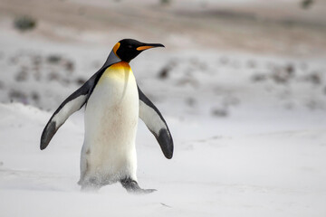 Fototapeta na wymiar King penguin running on the beach at Volunteer Point in the Falkland Islands