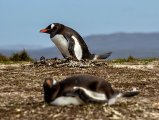 Gentoo Penguins nesting at Volunteer Point in the Falkland Islands