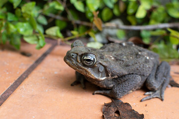 Wild brown tropical frog toad after the rain