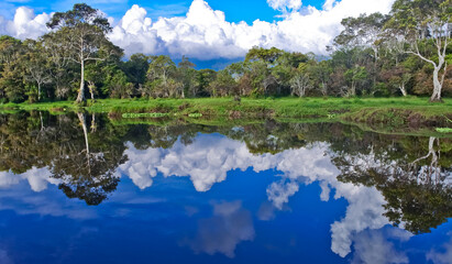 landscape of trees and vegetation of peat swamp plants with reflections of water views