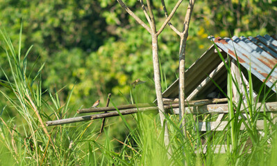 Two Estrildidae birds, one perched on a bamboo and the other in flight.
