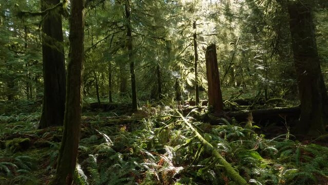 Trees on a Trail in the Rain Forest during a vibrant sunny spring season day. Taken in MacMillan Provincial Park, Vancouver Island, British Columbia, Canada.