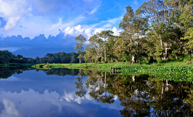 landscape of trees and vegetation of peat swamp plants with reflections of water views