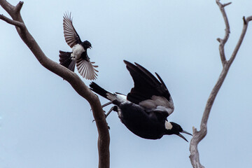 Australian magpie and willie wagtail bird interaction