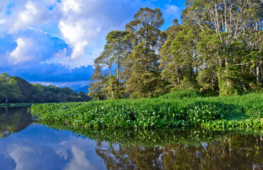 landscape of trees and vegetation of peat swamp plants with reflections of water views