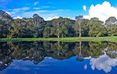 landscape of trees and vegetation of peat swamp plants with reflections of water views