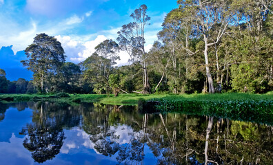 landscape of trees and vegetation of peat swamp plants with reflections of water views