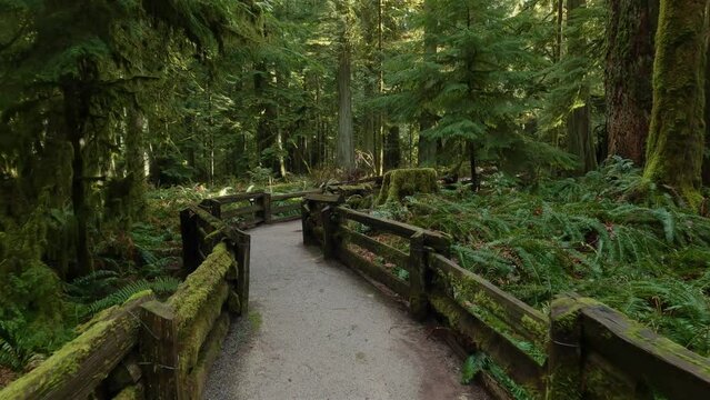 Trail in the Rain Forest during a vibrant sunny spring season day. Taken in MacMillan Provincial Park, Vancouver Island, British Columbia, Canada.