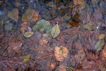 Leaves of Many Colours in Ice