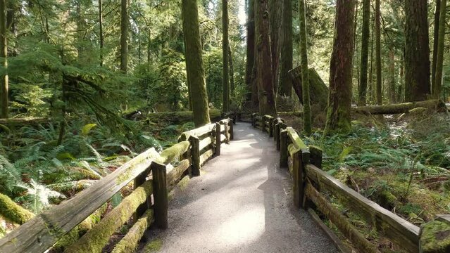Trail in the Rain Forest during a vibrant sunny spring season day. Taken in MacMillan Provincial Park, Vancouver Island, British Columbia, Canada.