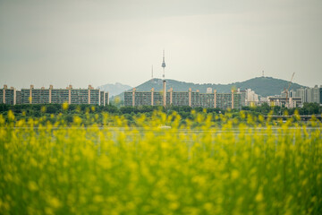 한강 서래섬 유채꽃