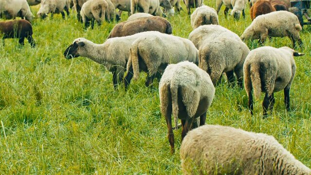 A herd of sheep graze on fresh green grass on a cloudy day. Perfect for commercials, documentaries, or nature-related projects