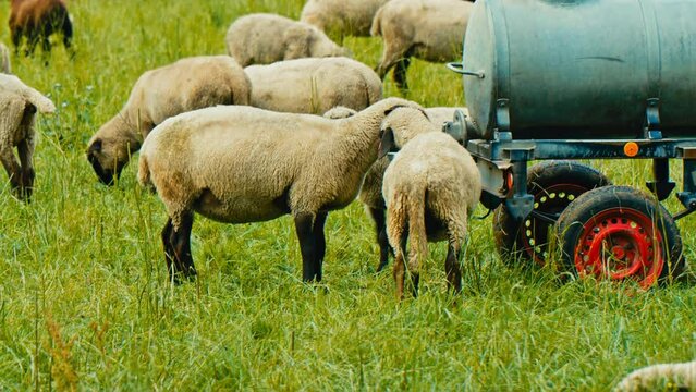A herd of sheep drink from a tank filled with water on a  sunny and cloudy day. Perfect for commercials, documentaries, or nature-related projects
