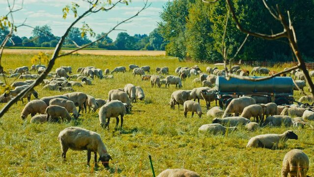 A flock of sheep roam and graze amidst sprawling fields in this captivating footage. Great for nature documentaries, travel ads, or any project in need of scenic outdoor shots