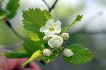 Blooming white cherry flowers on branch