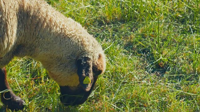Simple pleasures of nature as a lone sheep indulges in fresh green grass on a sunny day. Perfect for animal-related projects, documentaries, or promotional materials