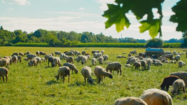 Sheep graze in vast fields, offering a serene countryside scene perfect for any project needing a touch of nature's calm beauty, whether it's a documentary, advertisement, or film