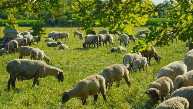 Wide shot of a herd of sheep grazing in green fields, perfect for agricultural or nature-themed projects seeking an endearing touch